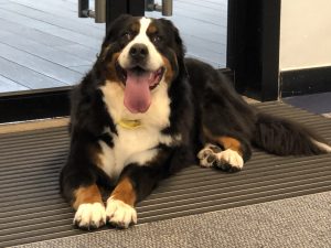 Comfort Paws @ Library